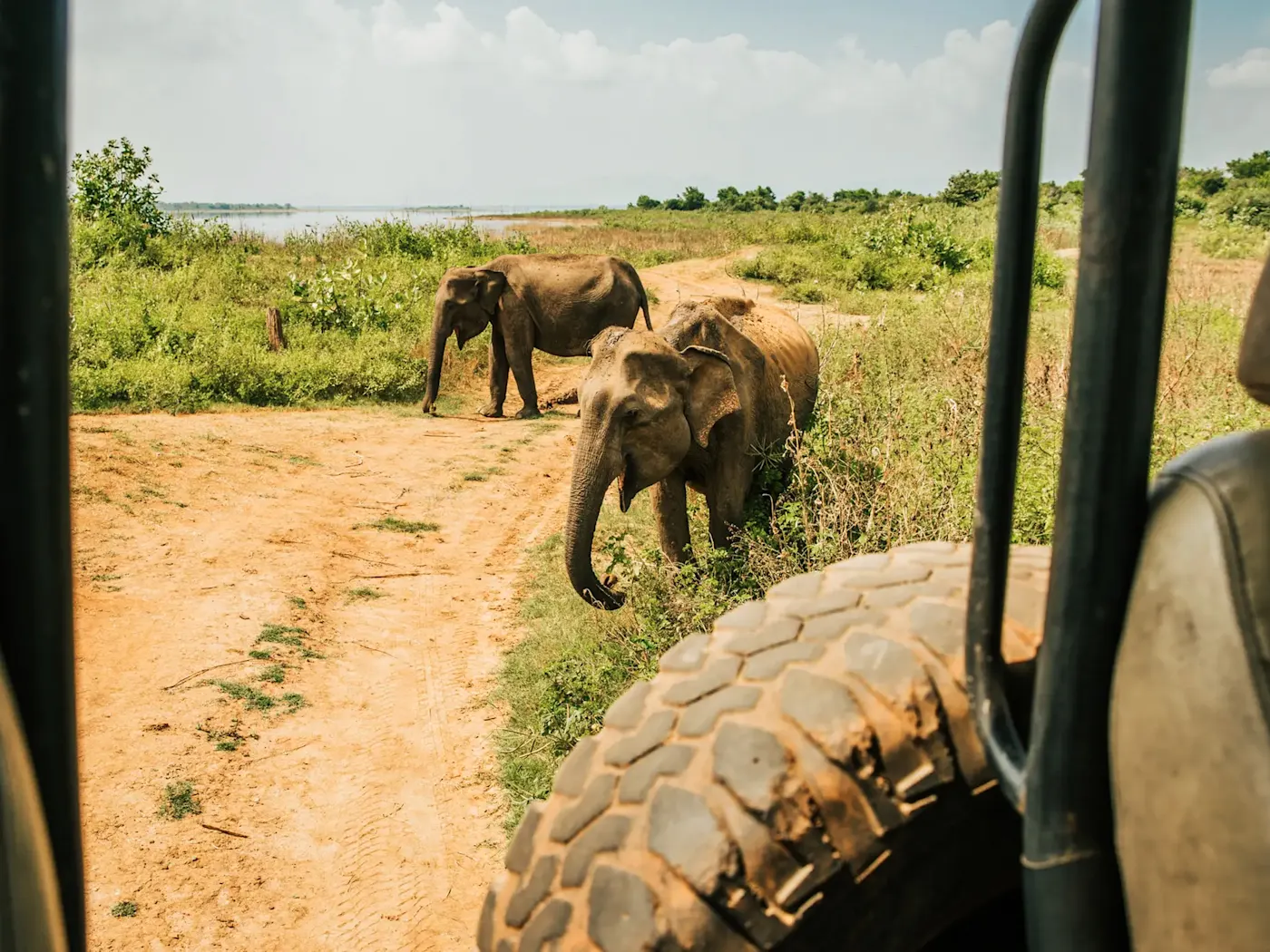 Wildlife Safari in Sri Lanka