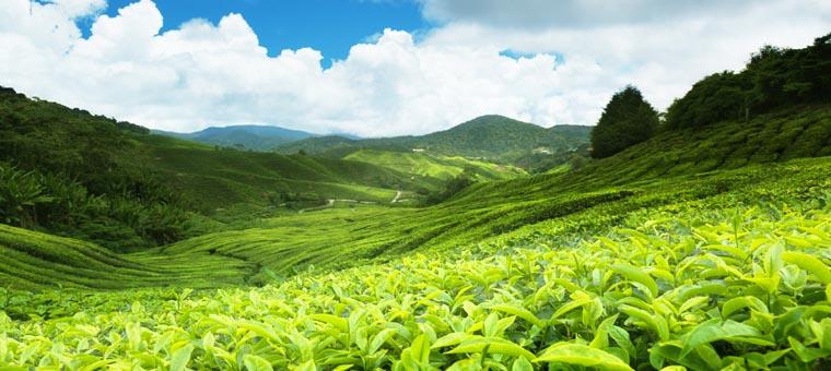 Lush Tea Plantations in Sri Lanka
